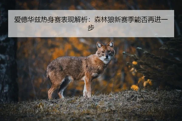 爱德华兹热身赛表现解析：森林狼新赛季能否再进一步